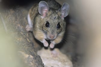 Mäuse leben gerne an unzugänglichen Stellen im Haus