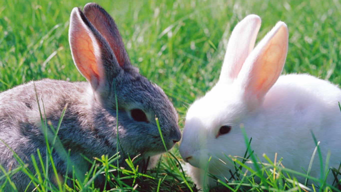 Kaninchen brauchen Gesellschaft