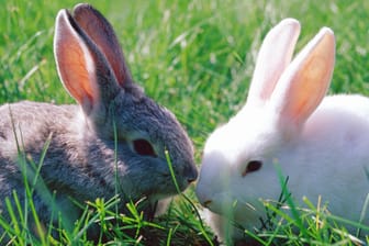 Kaninchen brauchen Gesellschaft