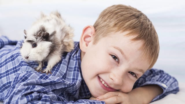 Meerschweinchen sind gut als Haustiere für Kinder geeignet