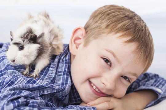 Meerschweinchen sind gut als Haustiere für Kinder geeignet