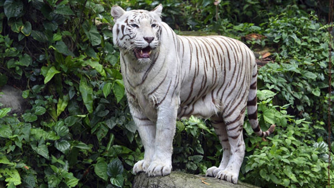 Neu Delhi: Weißer bengalischer Tiger tötet jungen Mann