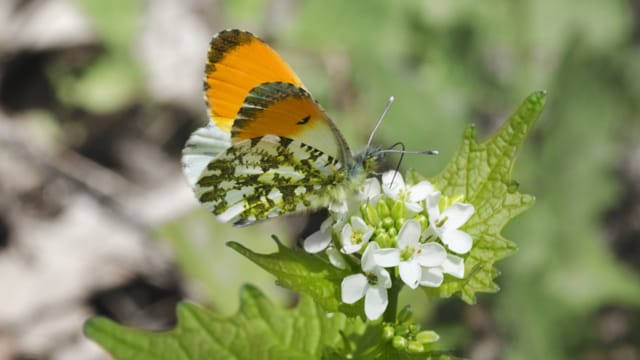 Nur männliche Aurorafalter sind an den Außenflügeln orange gefärbt