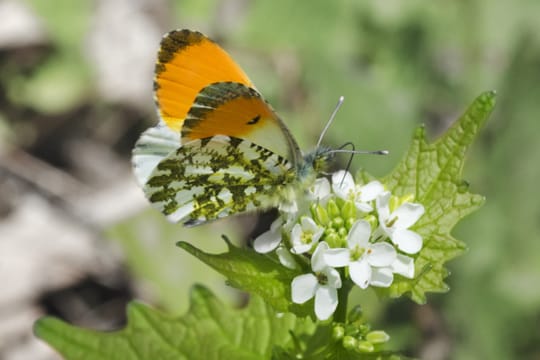 Nur männliche Aurorafalter sind an den Außenflügeln orange gefärbt