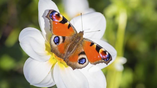 Das Tagpfauenauge ist durch den Anbau von Genmais gefährdet