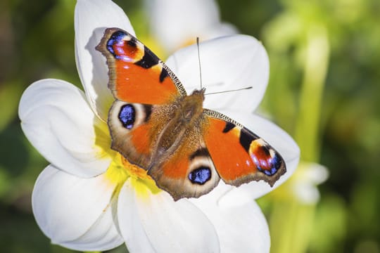 Das Tagpfauenauge ist durch den Anbau von Genmais gefährdet