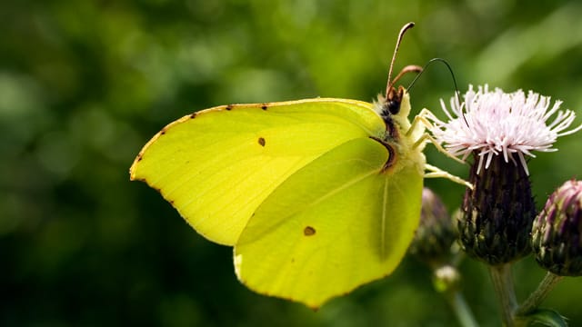 Die männlichen Zitronenfalter stechen durch ihre knallige Farbe heraus