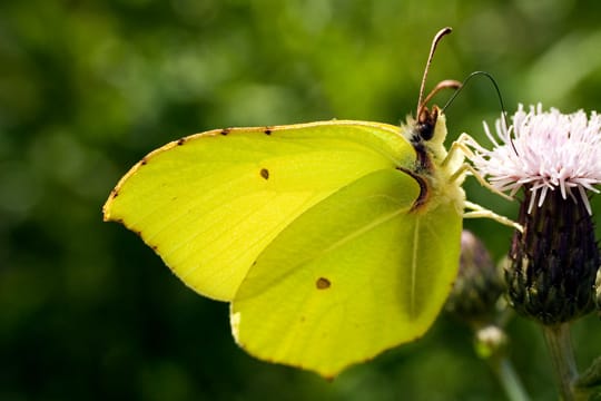 Die männlichen Zitronenfalter stechen durch ihre knallige Farbe heraus