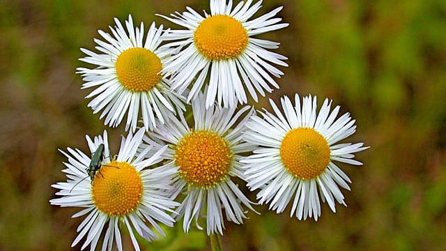 Der Feinstrahl erinnert an Gänseblümchen.