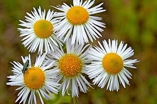 Der Feinstrahl erinnert an Gänseblümchen.