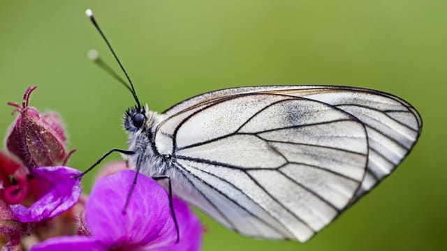 Die Flügel der männlichen Baumweißlinge wirken weniger durchsichtig