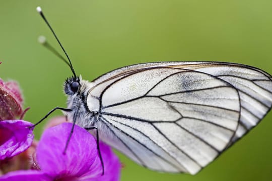 Die Flügel der männlichen Baumweißlinge wirken weniger durchsichtig