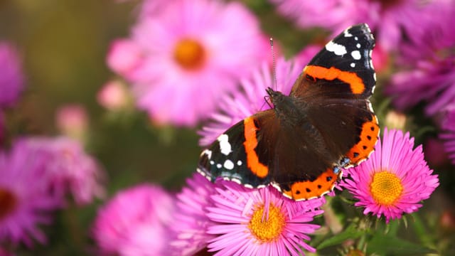 Mit einfachen Tricks locken Sie den Admiral in Ihren Garten