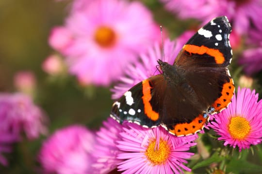 Mit einfachen Tricks locken Sie den Admiral in Ihren Garten