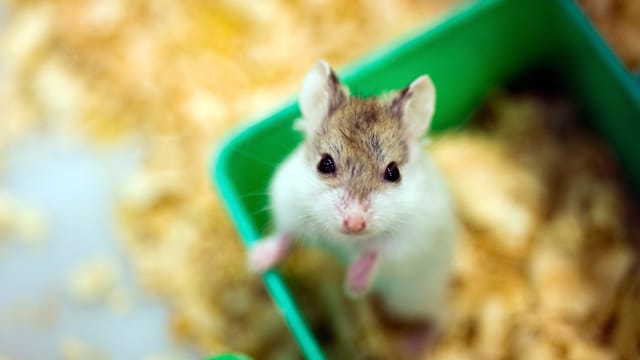 Die niedlichen Hamster werden häufig unterschätzt: Als nachtaktive Einzelgänger sind sie anspruchsvolle Haustiere