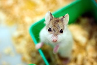 Die niedlichen Hamster werden häufig unterschätzt: Als nachtaktive Einzelgänger sind sie anspruchsvolle Haustiere