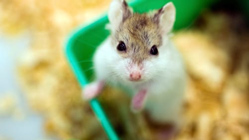 Die niedlichen Hamster werden häufig unterschätzt: Als nachtaktive Einzelgänger sind sie anspruchsvolle Haustiere