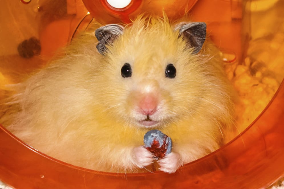 Ohne ein Laufrad könnte ein Hamster im Käfig niemals seinen Bewegungsdrang ausreichend ausleben