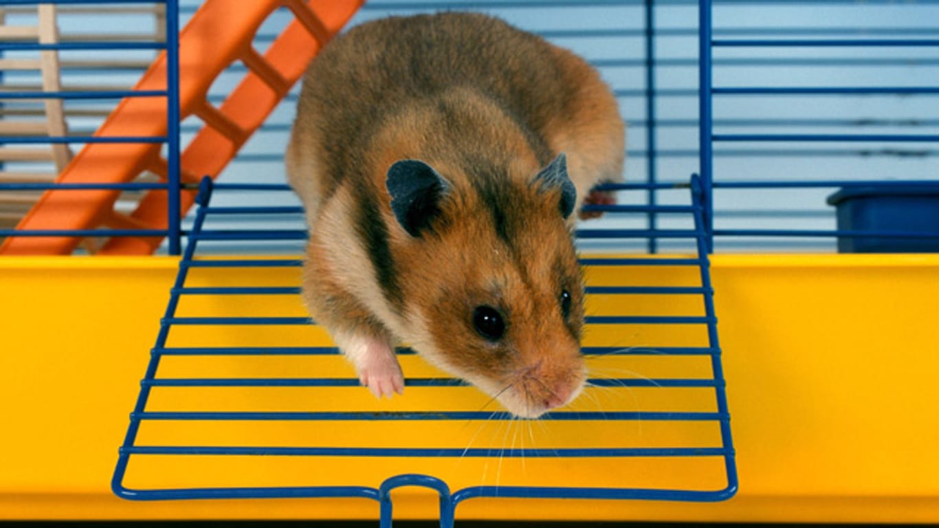 Hamster benötigen einen ausreichend großen Käfig, zusätzlicher Auslauf ist trotzdem wichtig