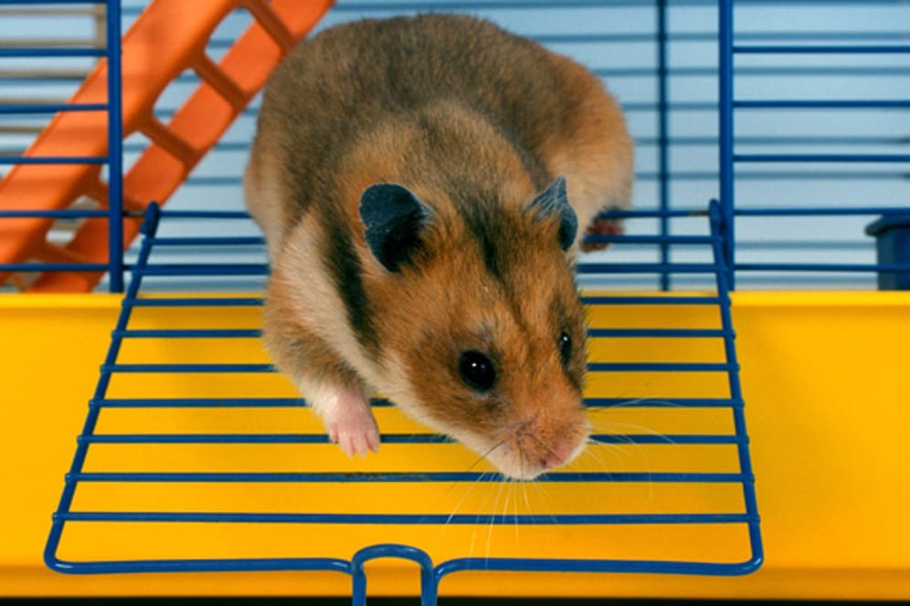 Hamster benötigen einen ausreichend großen Käfig, zusätzlicher Auslauf ist trotzdem wichtig