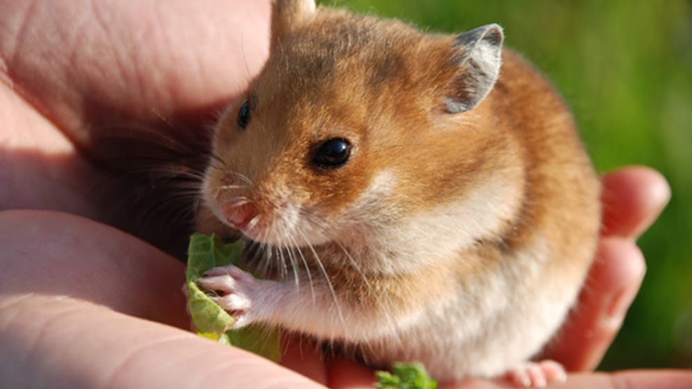 Um Ihren Hamster zu zähmen, bieten Sie im Futter auf Ihrer Hand an