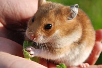 Um Ihren Hamster zu zähmen, bieten Sie im Futter auf Ihrer Hand an