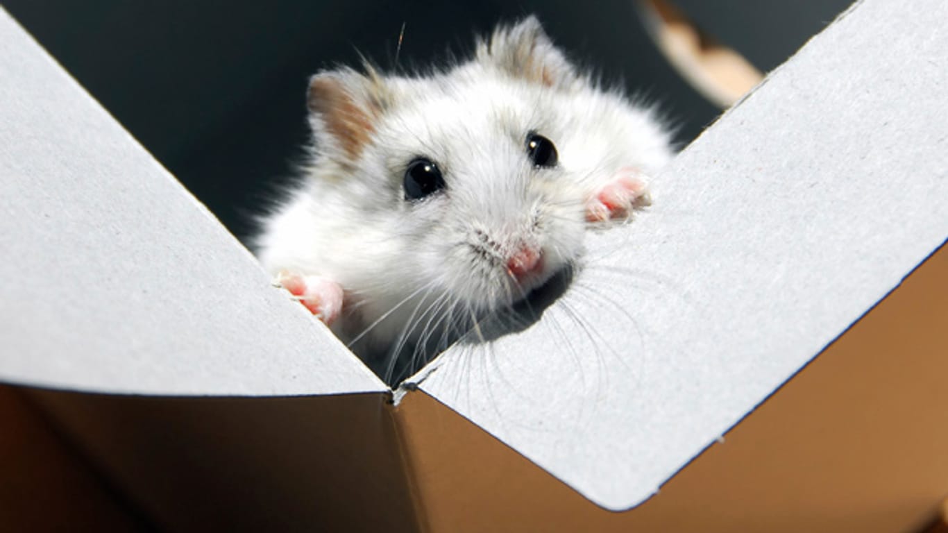 Aus einem offenen Pappkarton, kann Ihr kleiner Hamster leicht herausklettern. Eine spezielle Transportbox ist zum Transportieren besser geeignet.