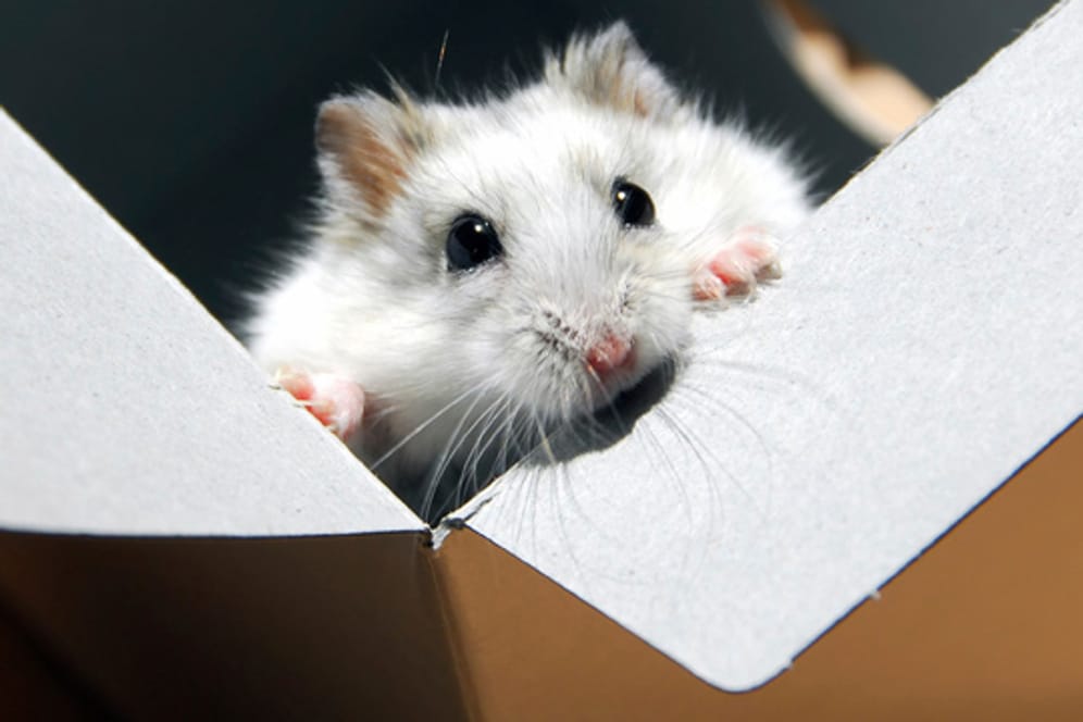 Aus einem offenen Pappkarton, kann Ihr kleiner Hamster leicht herausklettern. Eine spezielle Transportbox ist zum Transportieren besser geeignet.