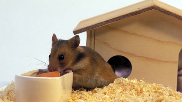 Wenn Sie handwerklich begabt sind, können Sie das Hamsterhaus auch durch ein schickes Schrägdach aufwerten