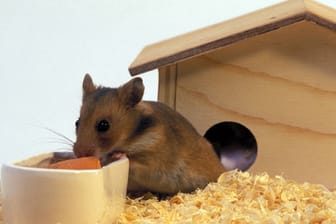 Wenn Sie handwerklich begabt sind, können Sie das Hamsterhaus auch durch ein schickes Schrägdach aufwerten