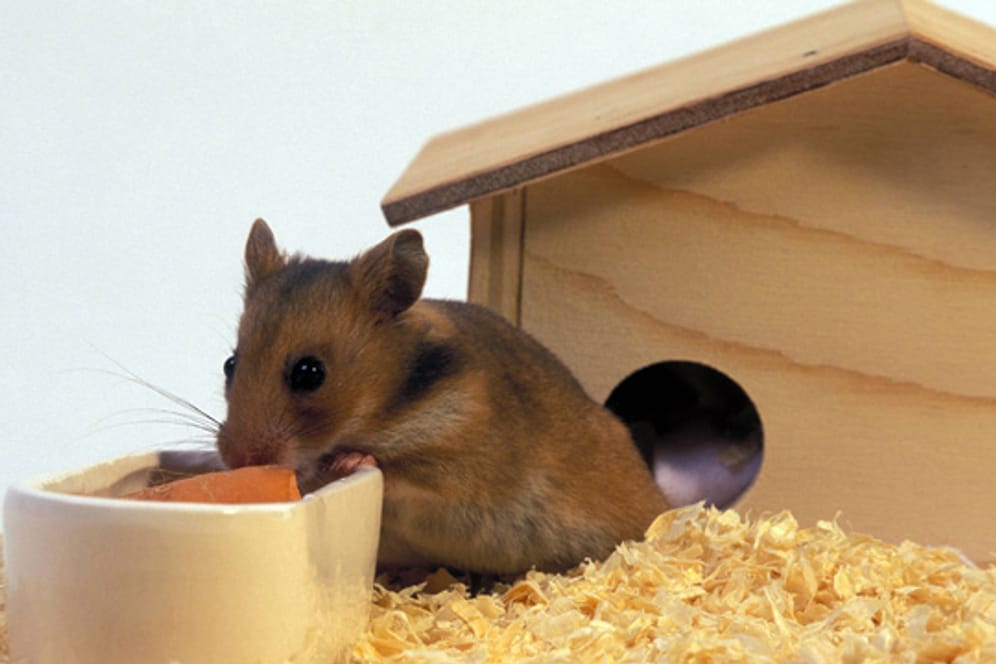 Wenn Sie handwerklich begabt sind, können Sie das Hamsterhaus auch durch ein schickes Schrägdach aufwerten