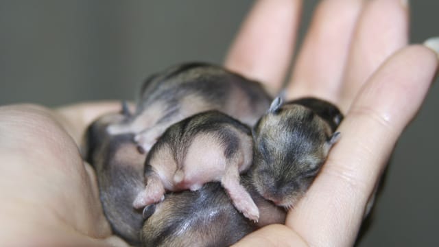 So nicht: Hamsterwelpen niemals ohne Handschuhe auf die Hand nehmen! Sie werden dann unter Umständen von ihrer Mutter verstoßen