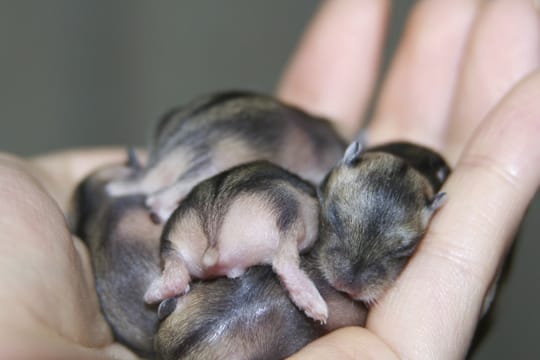 So nicht: Hamsterwelpen niemals ohne Handschuhe auf die Hand nehmen! Sie werden dann unter Umständen von ihrer Mutter verstoßen