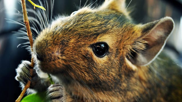 Viel Grünfutter und getrocknete Blätter - das essen Degus am liebsten