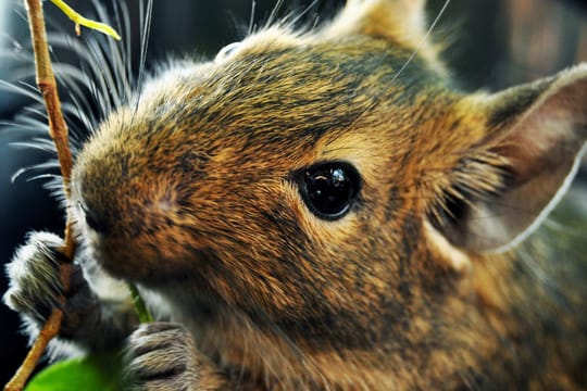 Viel Grünfutter und getrocknete Blätter - das essen Degus am liebsten