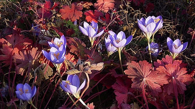 Herbstkrokusse bringen Farbe in den Garten.