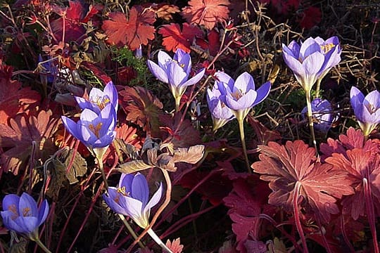 Herbstkrokusse bringen Farbe in den Garten.