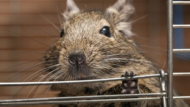 Plastik, Holz oder Blech können die Nager durchbeißen - greifen Sie beim Käfig auf Metall oder Glas zurück