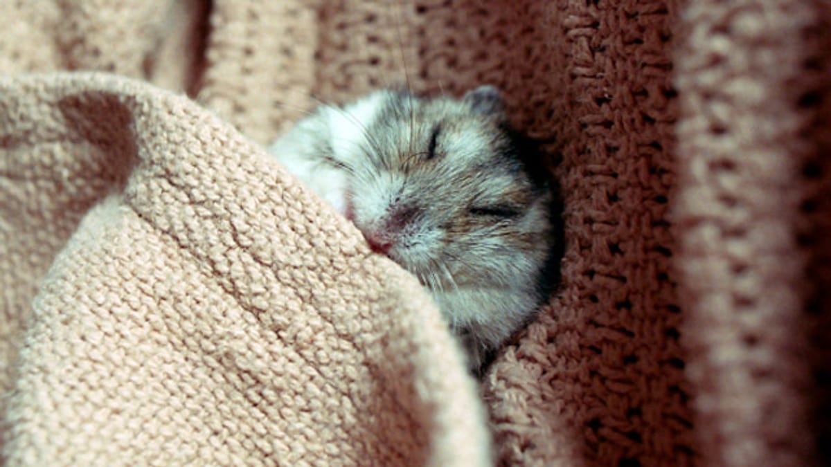 Hamster-Krankheiten: Von Schnupfen bis zum Tumor - alles Wissenswerte