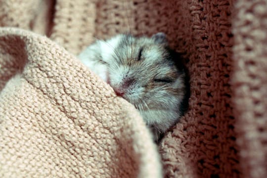 Eine Krankheit sollte bei Hamstern nicht auf die leichte Schulter genommen werden – die kleinen Tierchen sind nicht gerade robust