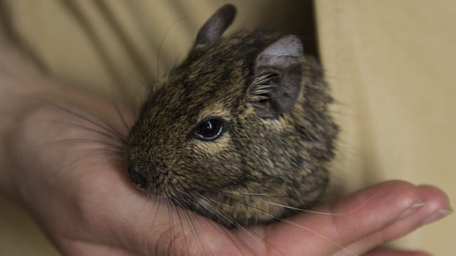 Degus sind scheue Tiere - lassen Sie den Nagern daher Zeit