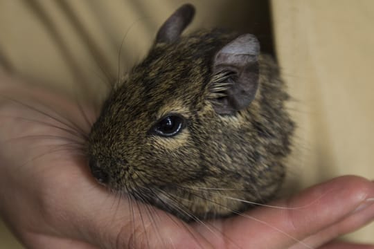 Degus sind scheue Tiere - lassen Sie den Nagern daher Zeit