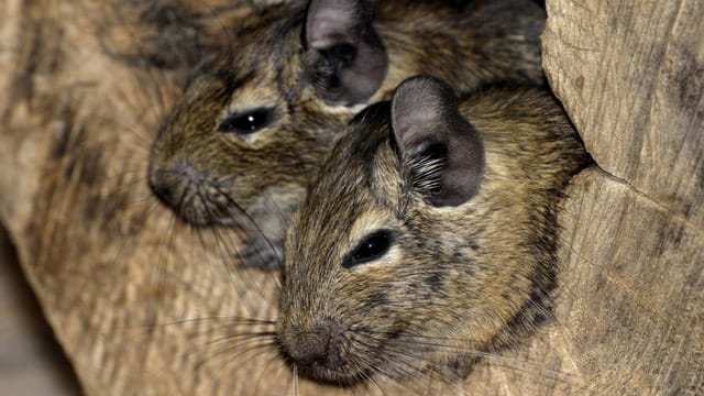 Degus sind Herdentiere, die am liebsten in Familienverbänden zusammenleben