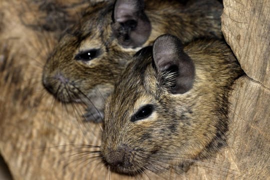 Degus sind Herdentiere, die am liebsten in Familienverbänden zusammenleben