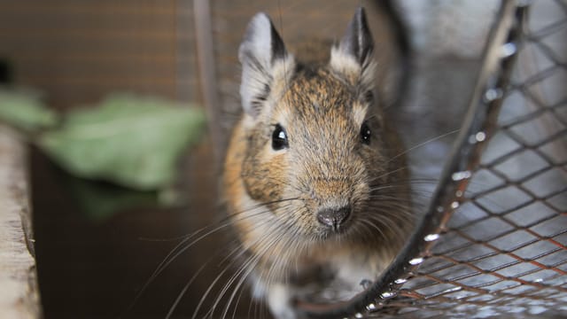 Bewegung ist für Degus sehr wichtig