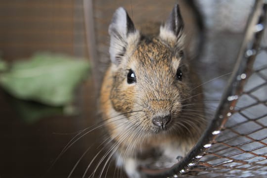 Bewegung ist für Degus sehr wichtig