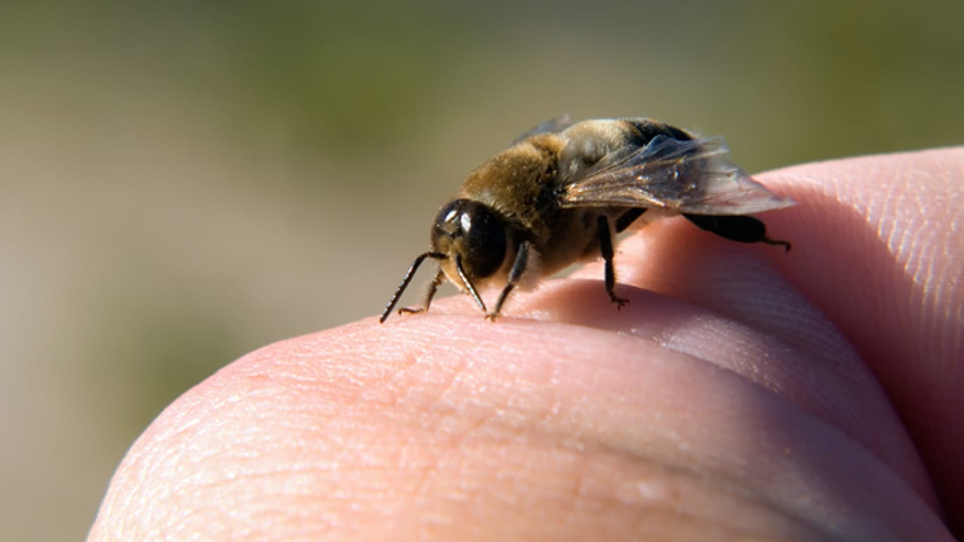 Handeln Sie bei einer Allergie schnell - ziehen Sie den Stachel sofort aus der Haut