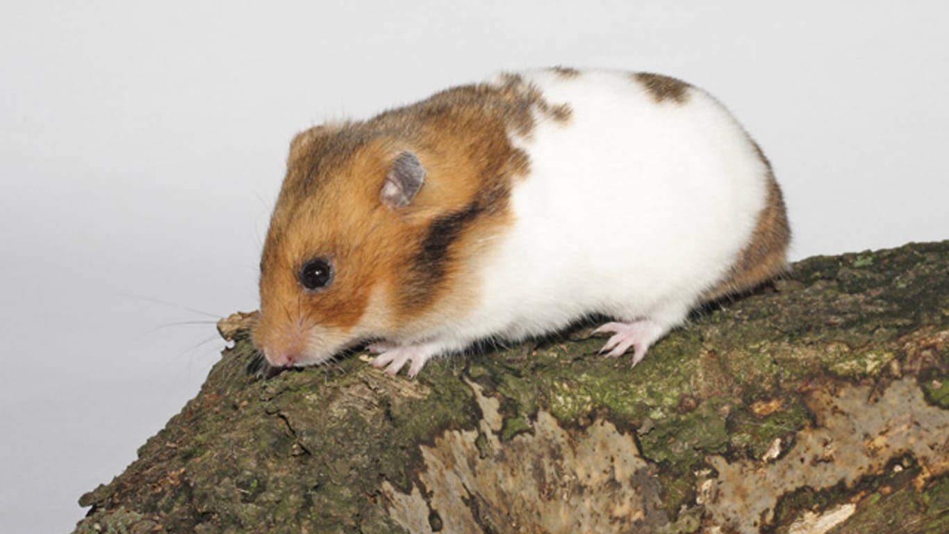 Das Holz von Nuss- oder Obstbäumen ist für Hamster unbedenklich, harzende Holzarten sollten Sie hingegen vermeiden