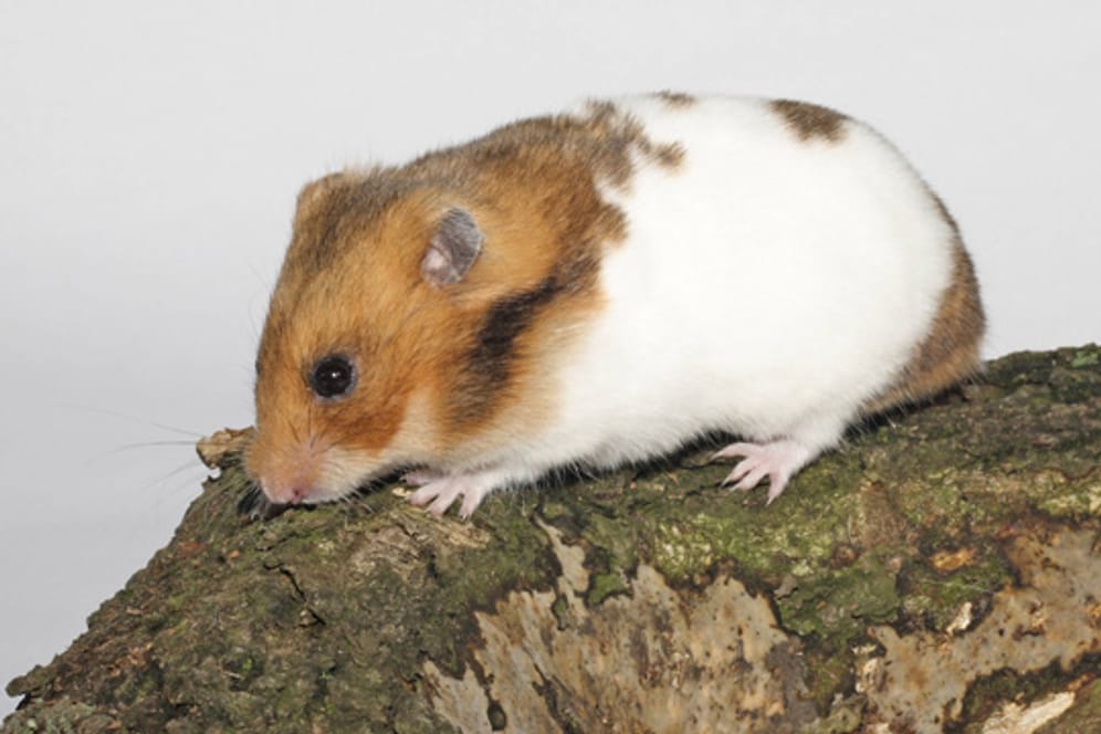 Das Holz von Nuss- oder Obstbäumen ist für Hamster unbedenklich, harzende Holzarten sollten Sie hingegen vermeiden
