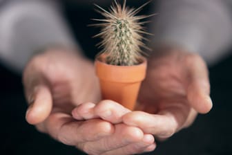 Einen Kaktus können Sie zum Beispiel über Stecklinge vermehren